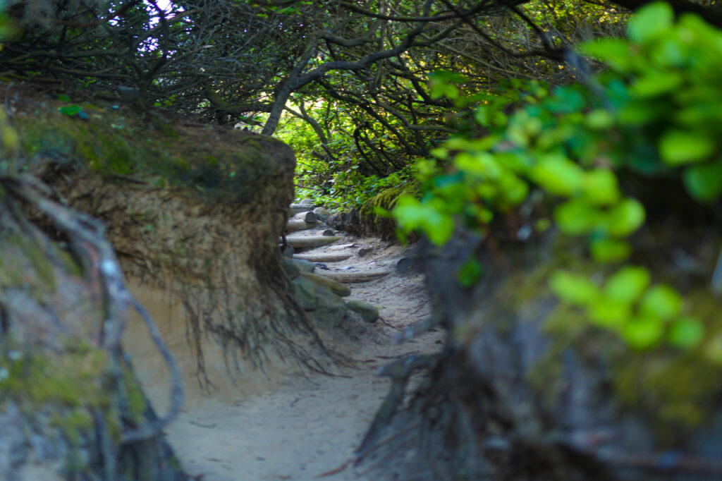 Heceta Head Lighthouse Hobbit-Trail